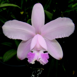 Cattleya intermedia